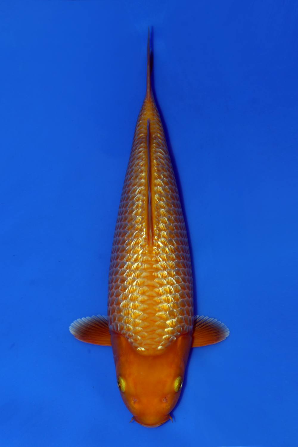 Juara 1