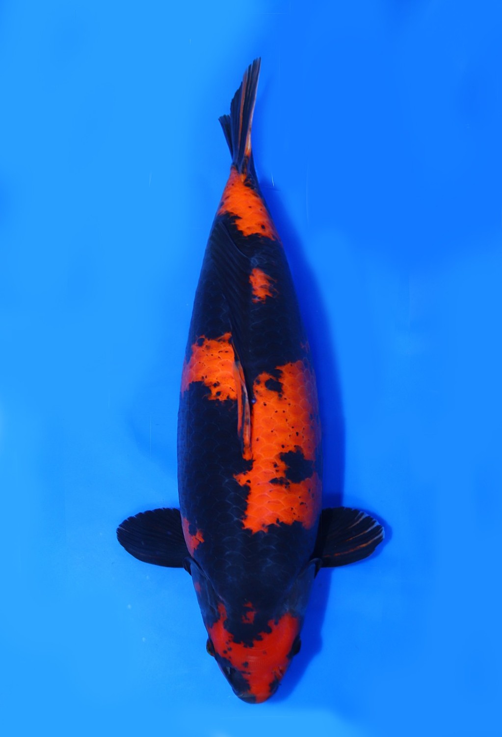 Juara 2
