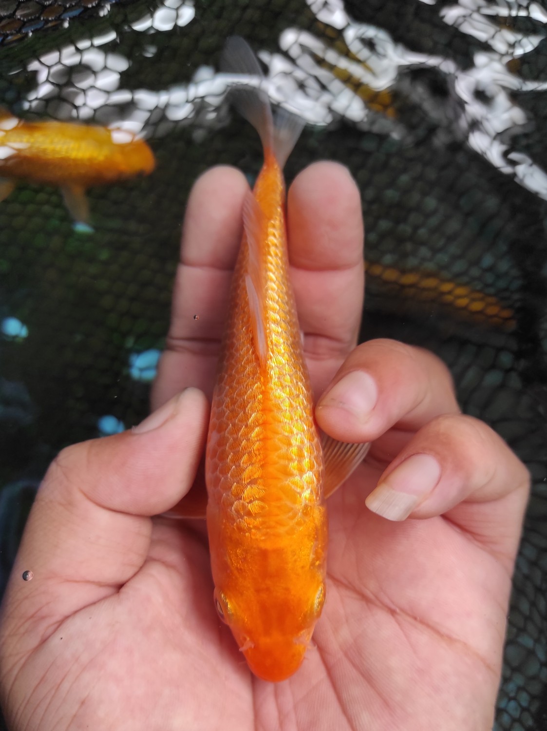 Juara 2
