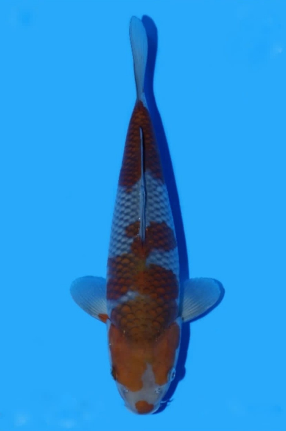 Juara 3