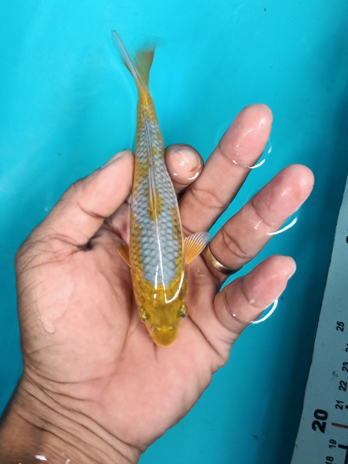 Juara 4