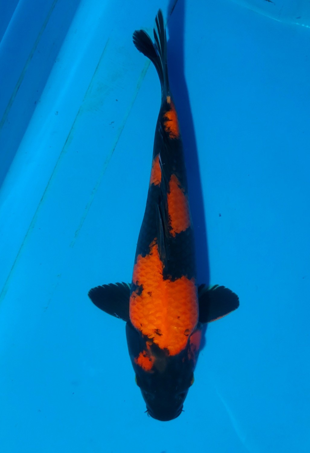 Ikan Koi Hi/Ki Utsurimono