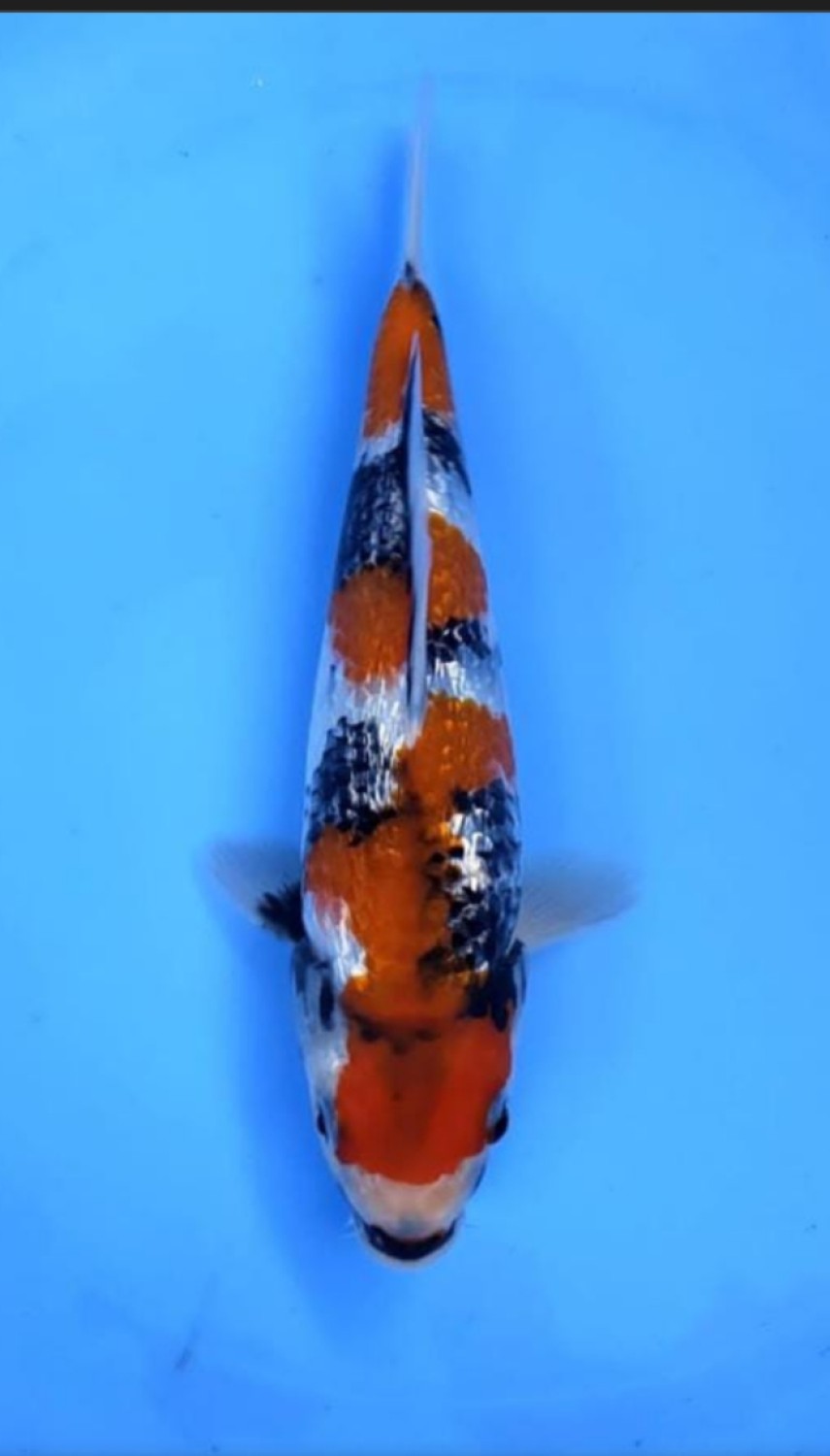 Juara 4