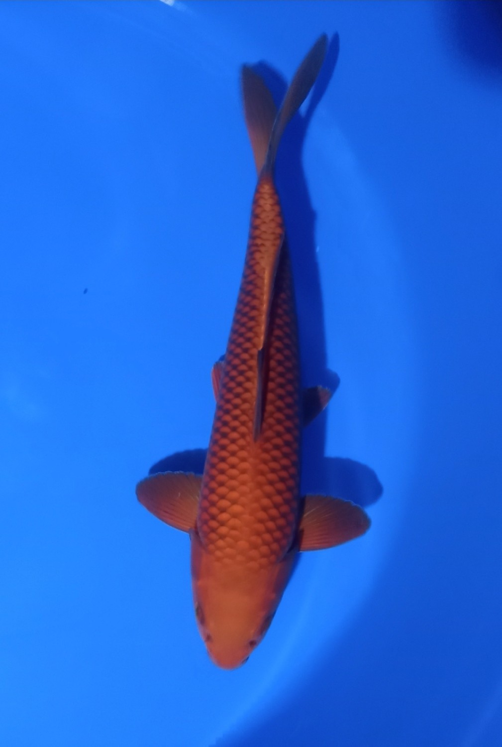 Juara 4