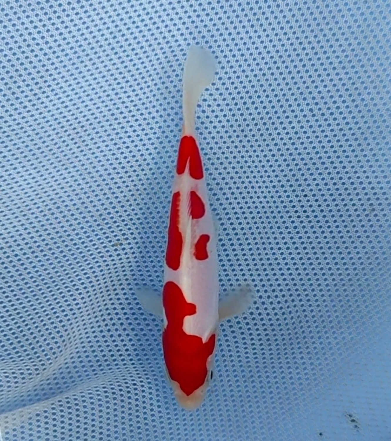 Best In Size C Up To 12 cm