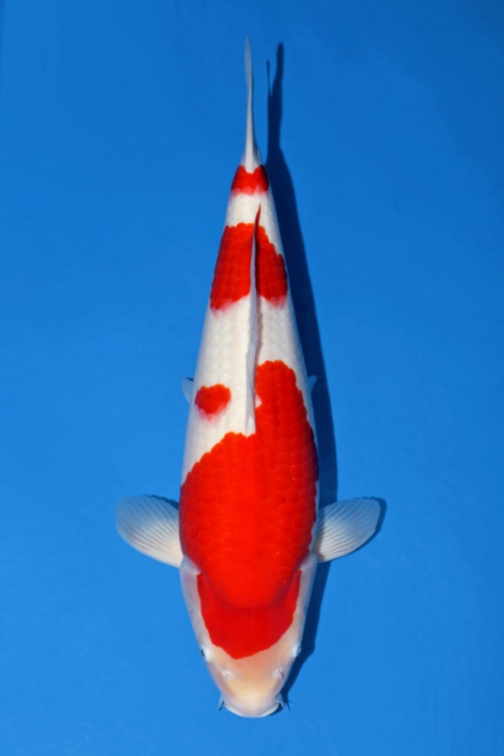 Best In Size A 51 - 55 cm