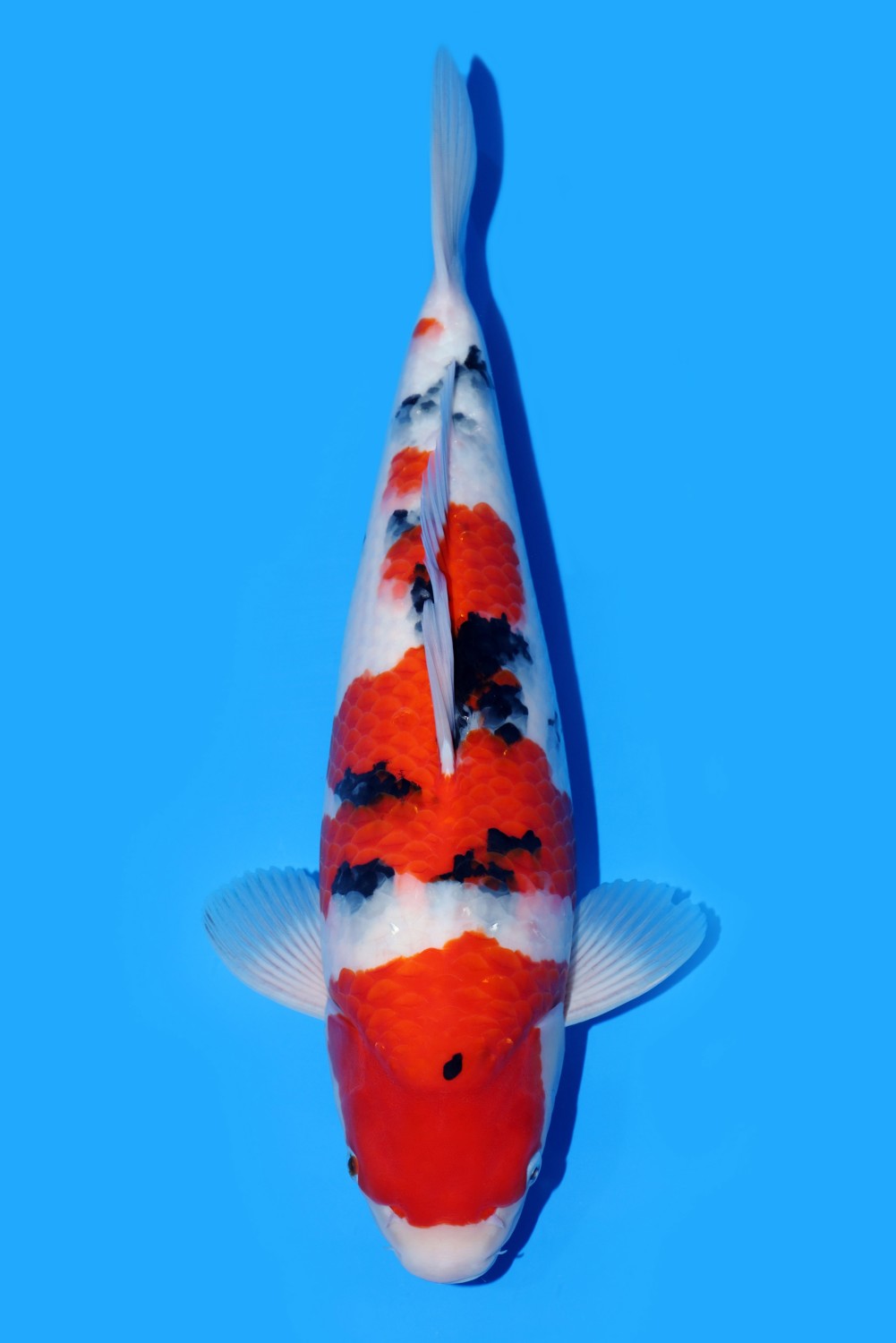 Juara 1