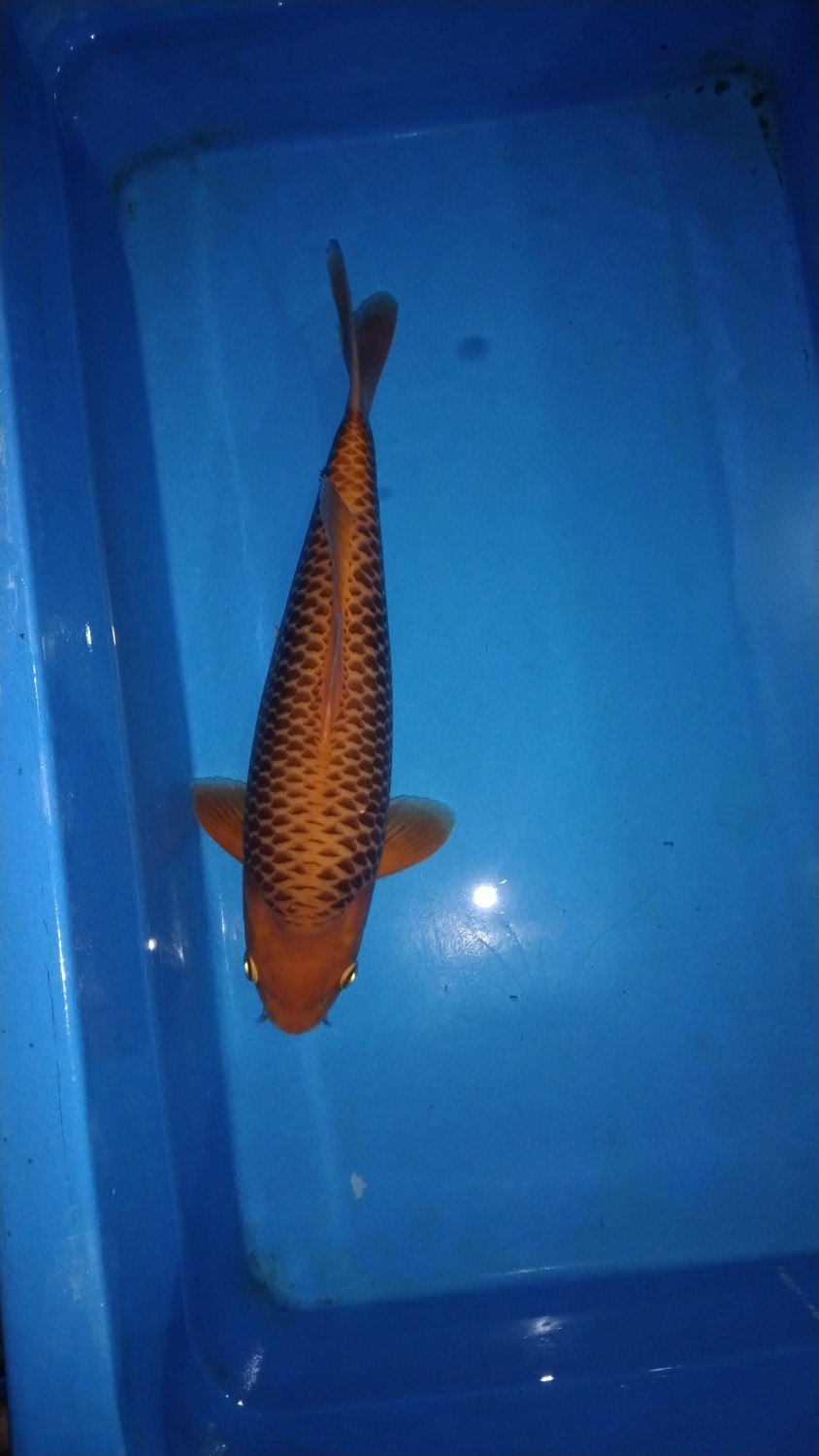 Juara 1