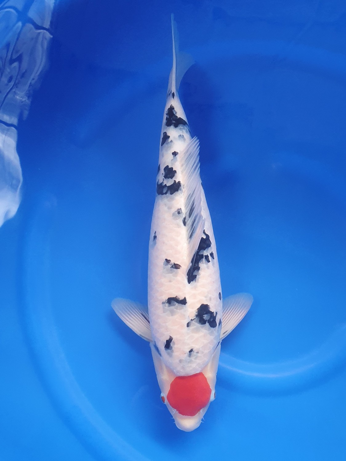 Juara 1