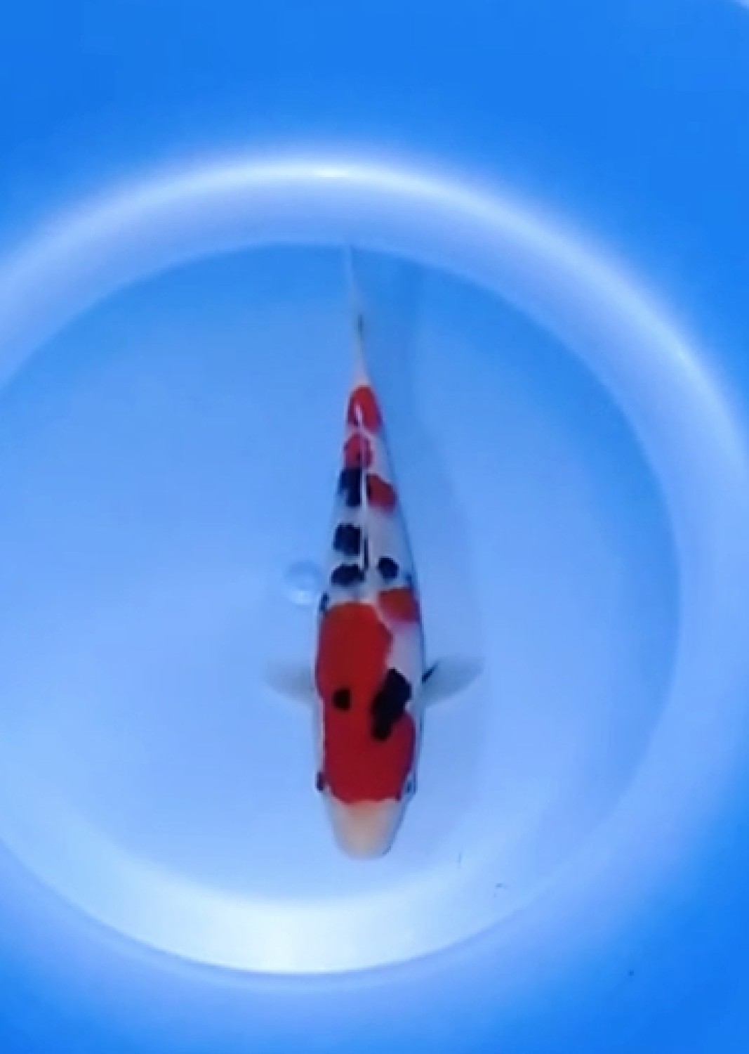 Juara 2