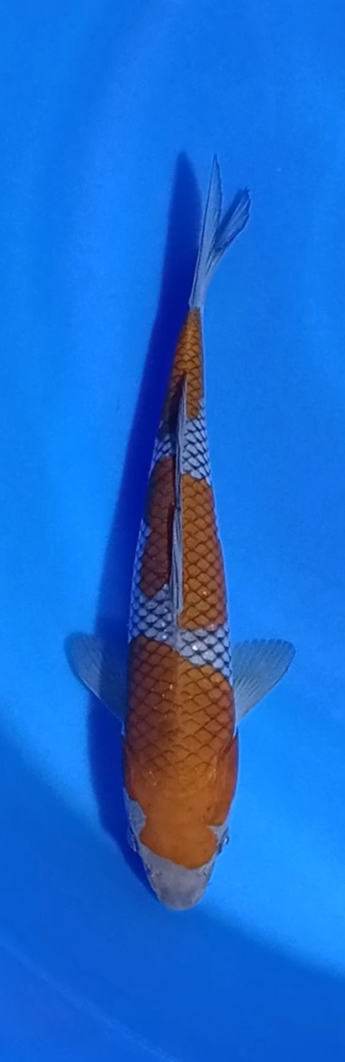 Juara 1