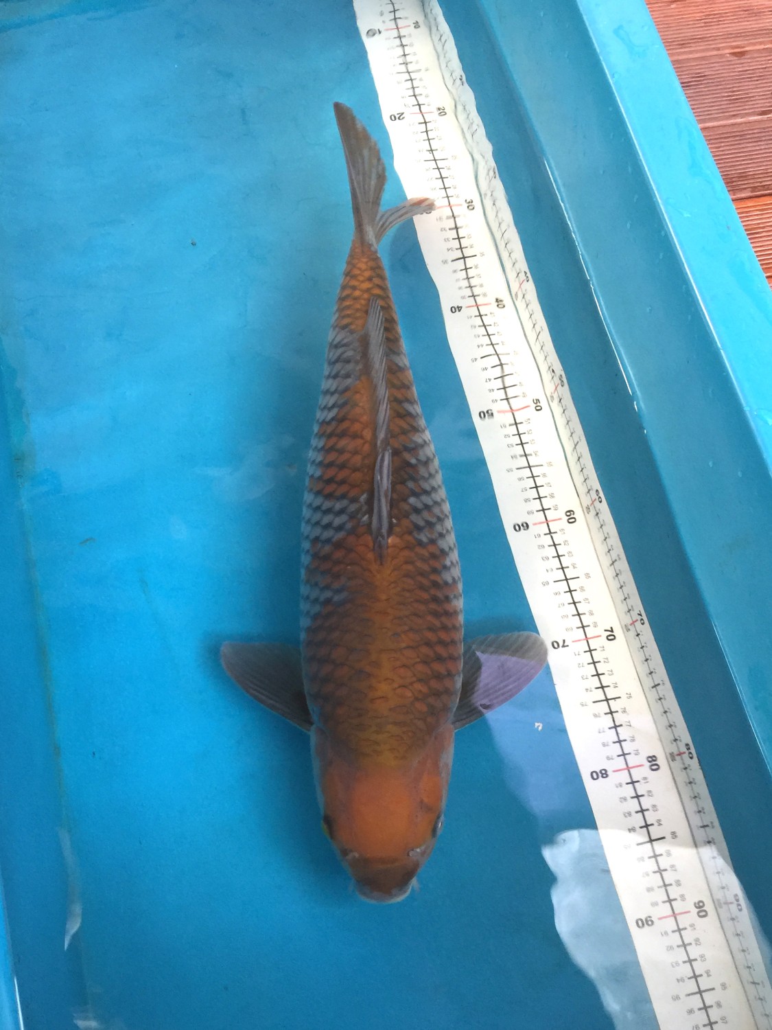 Juara 2