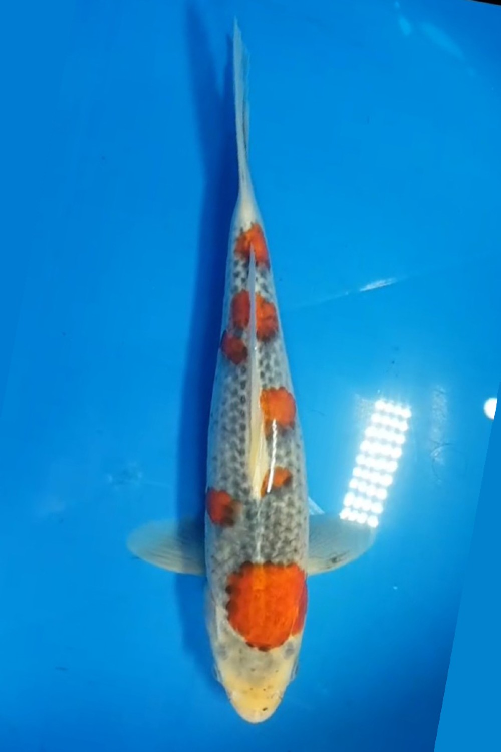 Juara 2