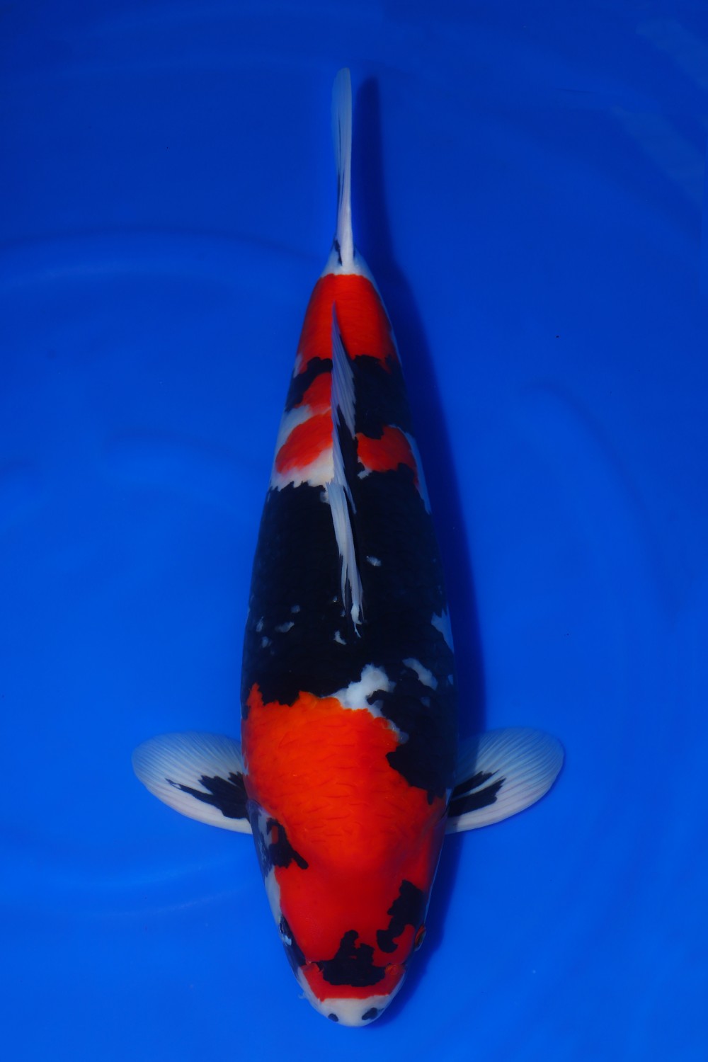 Juara 2