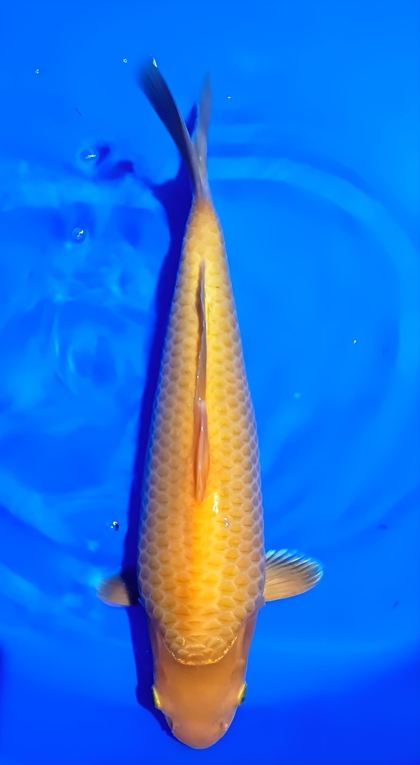 Juara 1