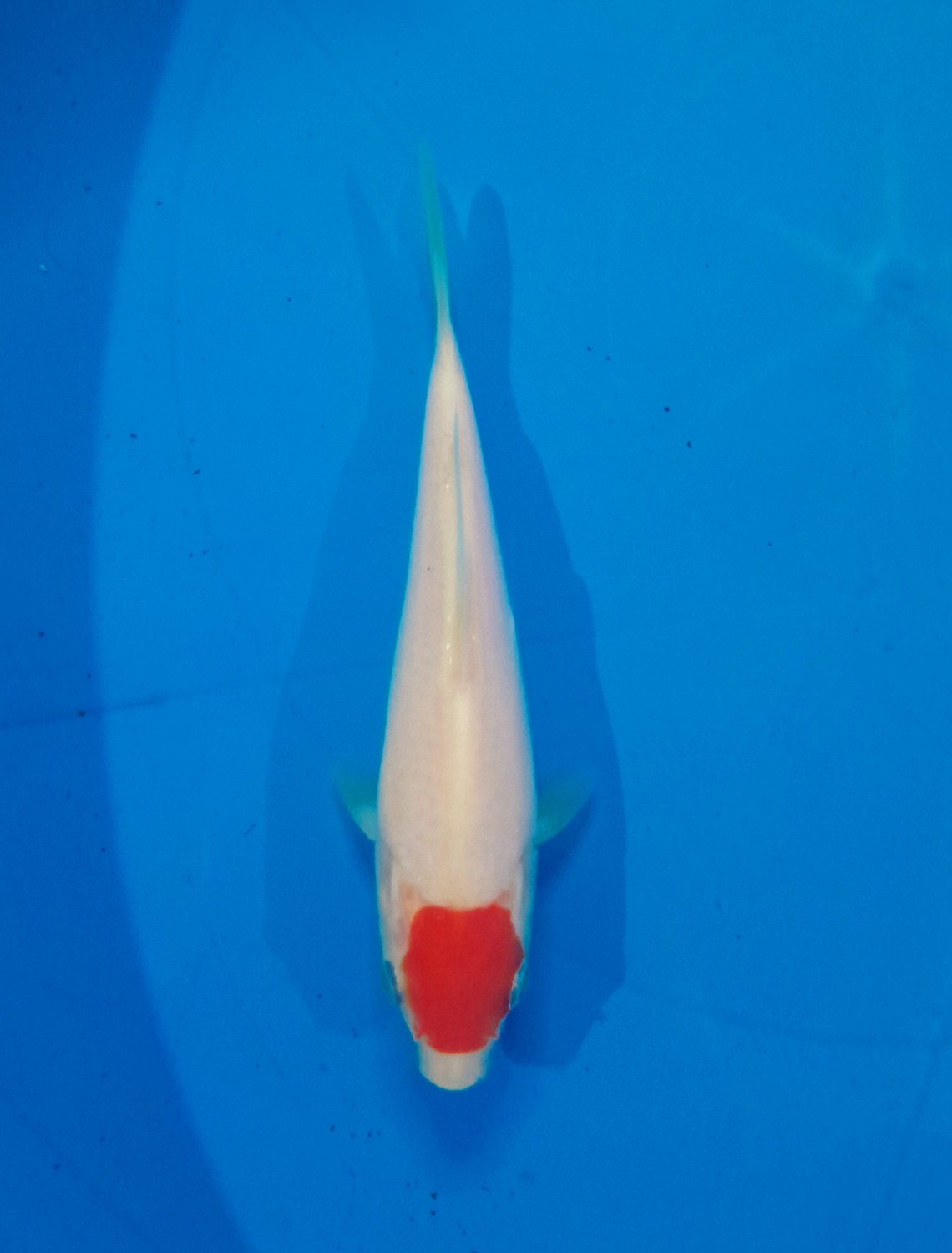 Juara 4