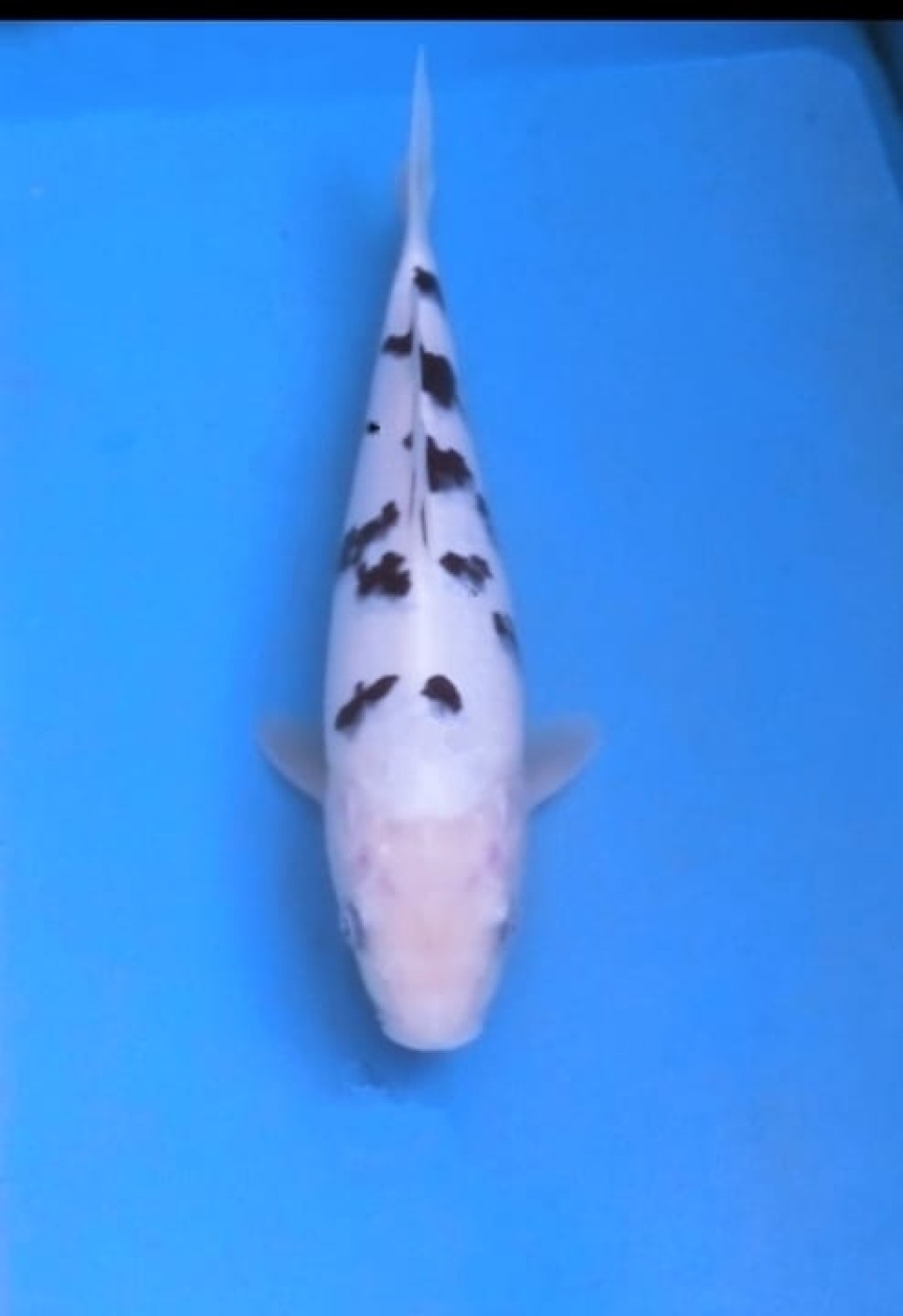 Juara 1