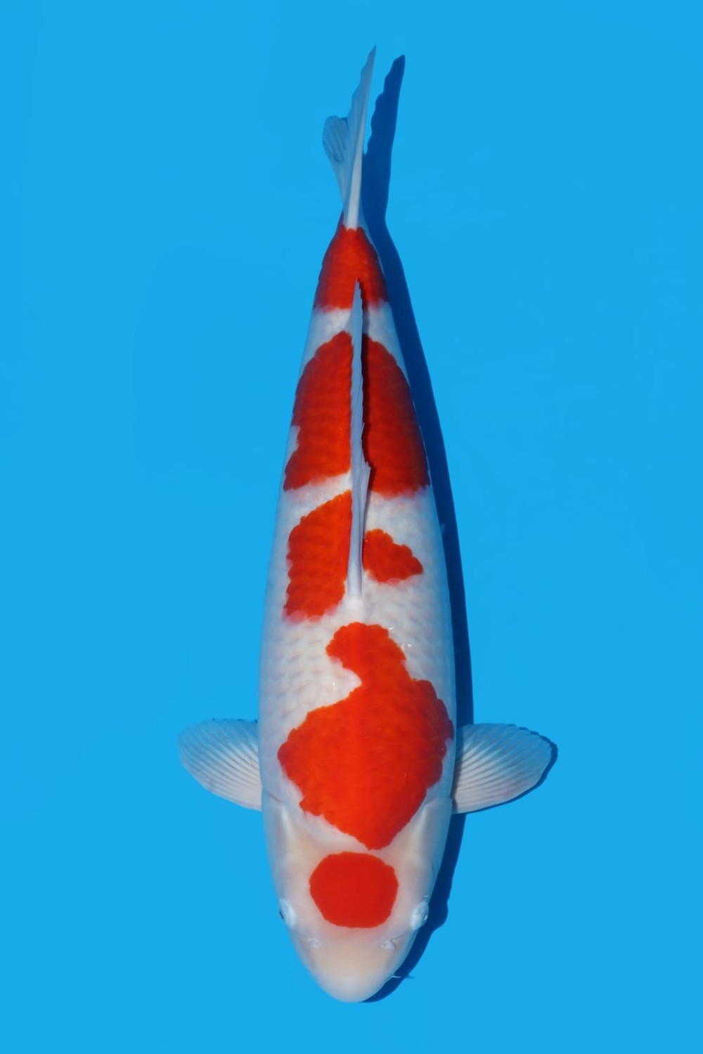 Juara 2