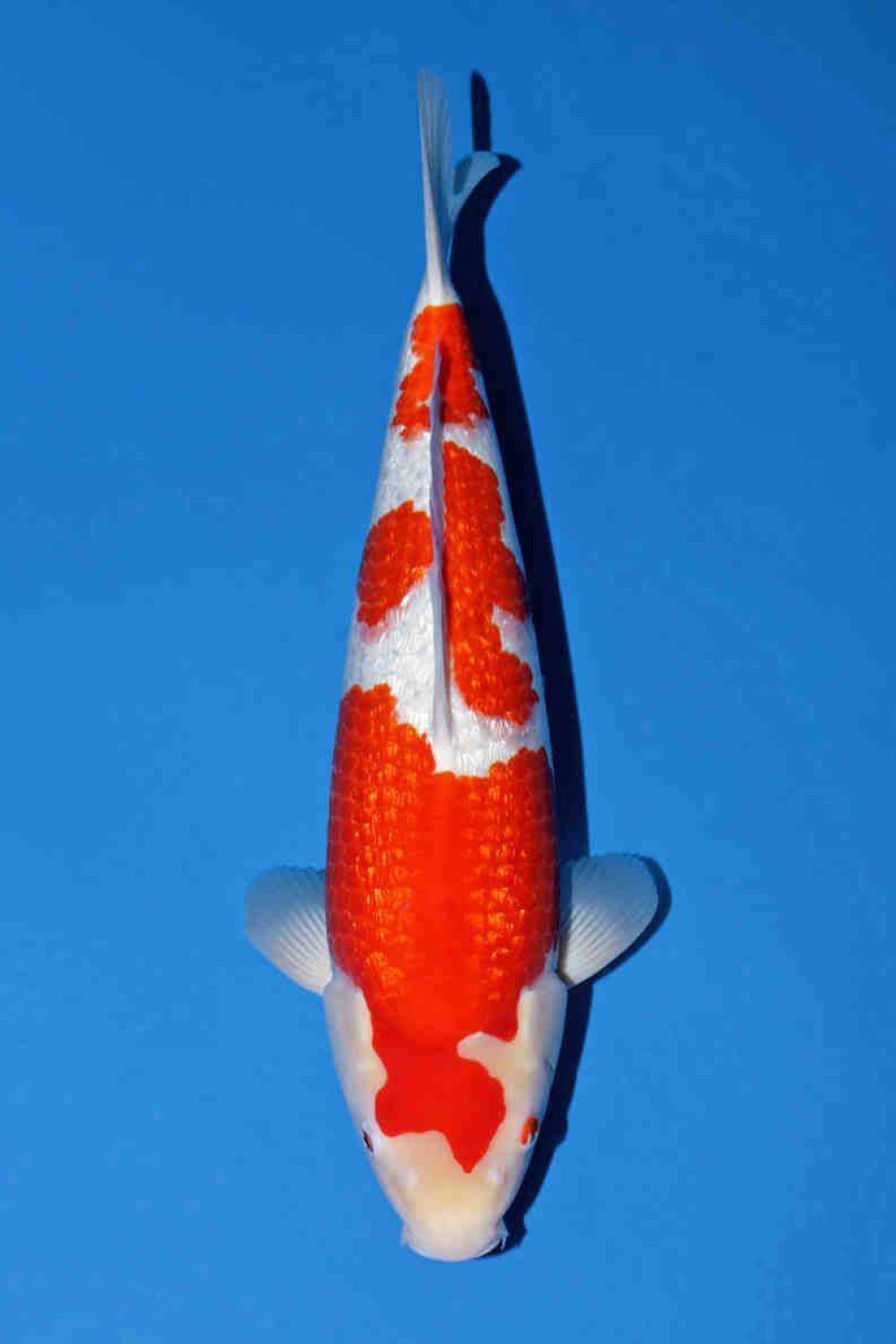 Best In Size B 46 - 50 cm