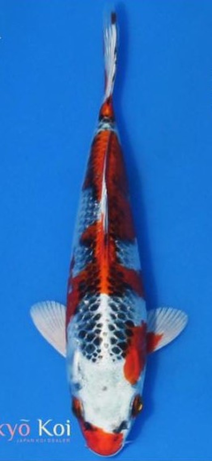 Juara 3