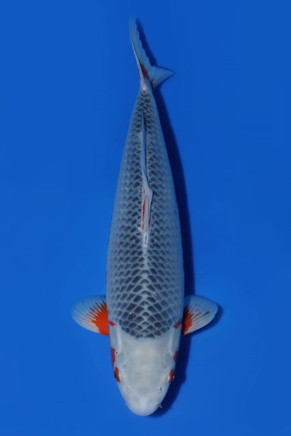Juara 1