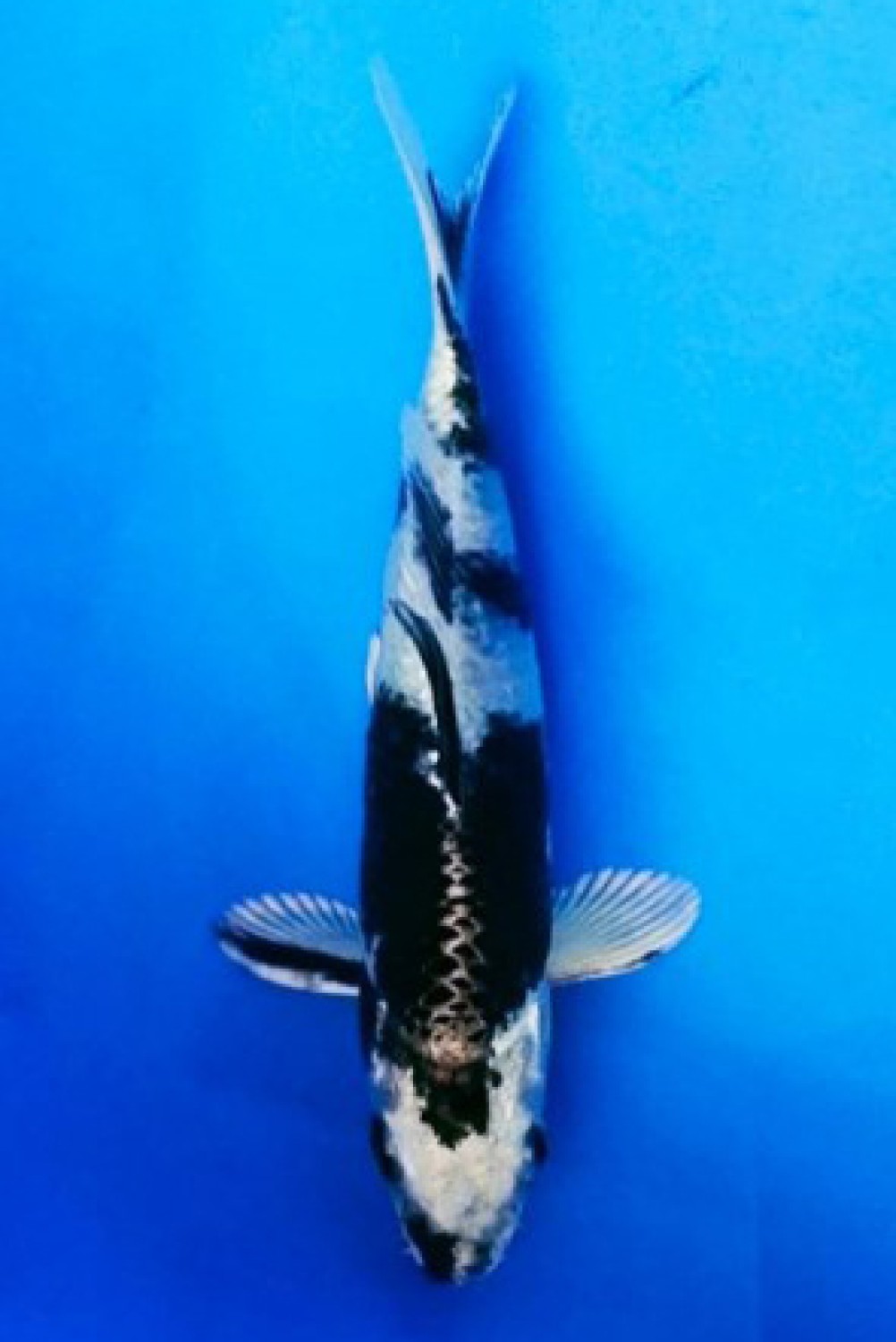 Best In Size D 13 - 15 cm