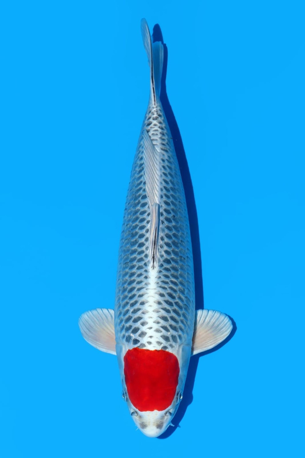 Juara 4