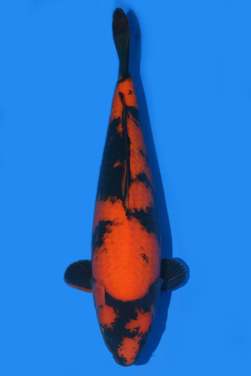 Juara 3