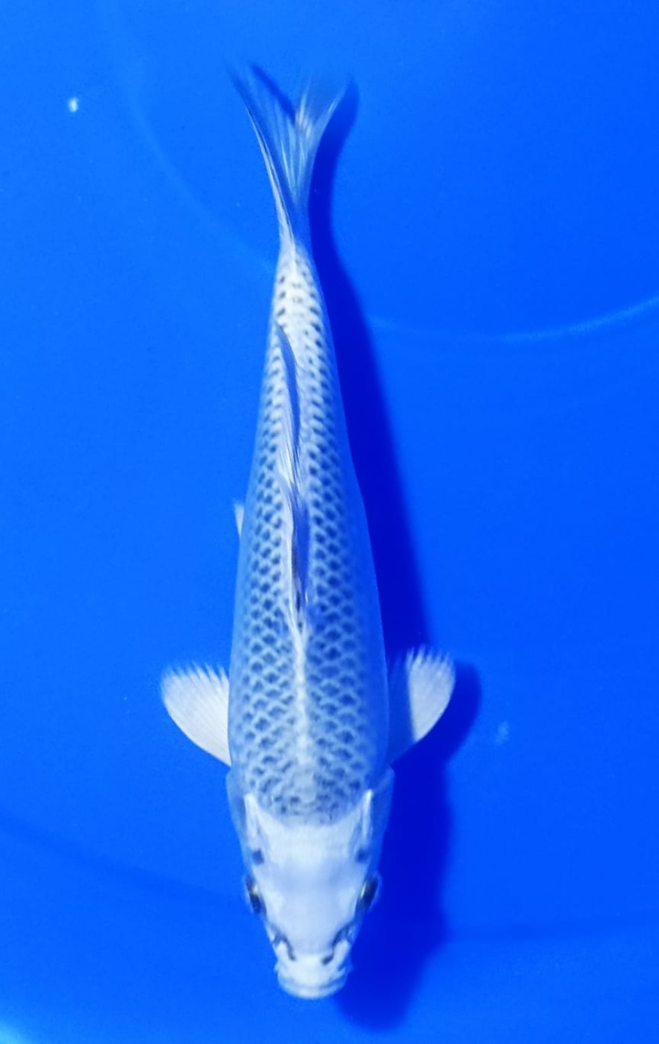 Juara 4
