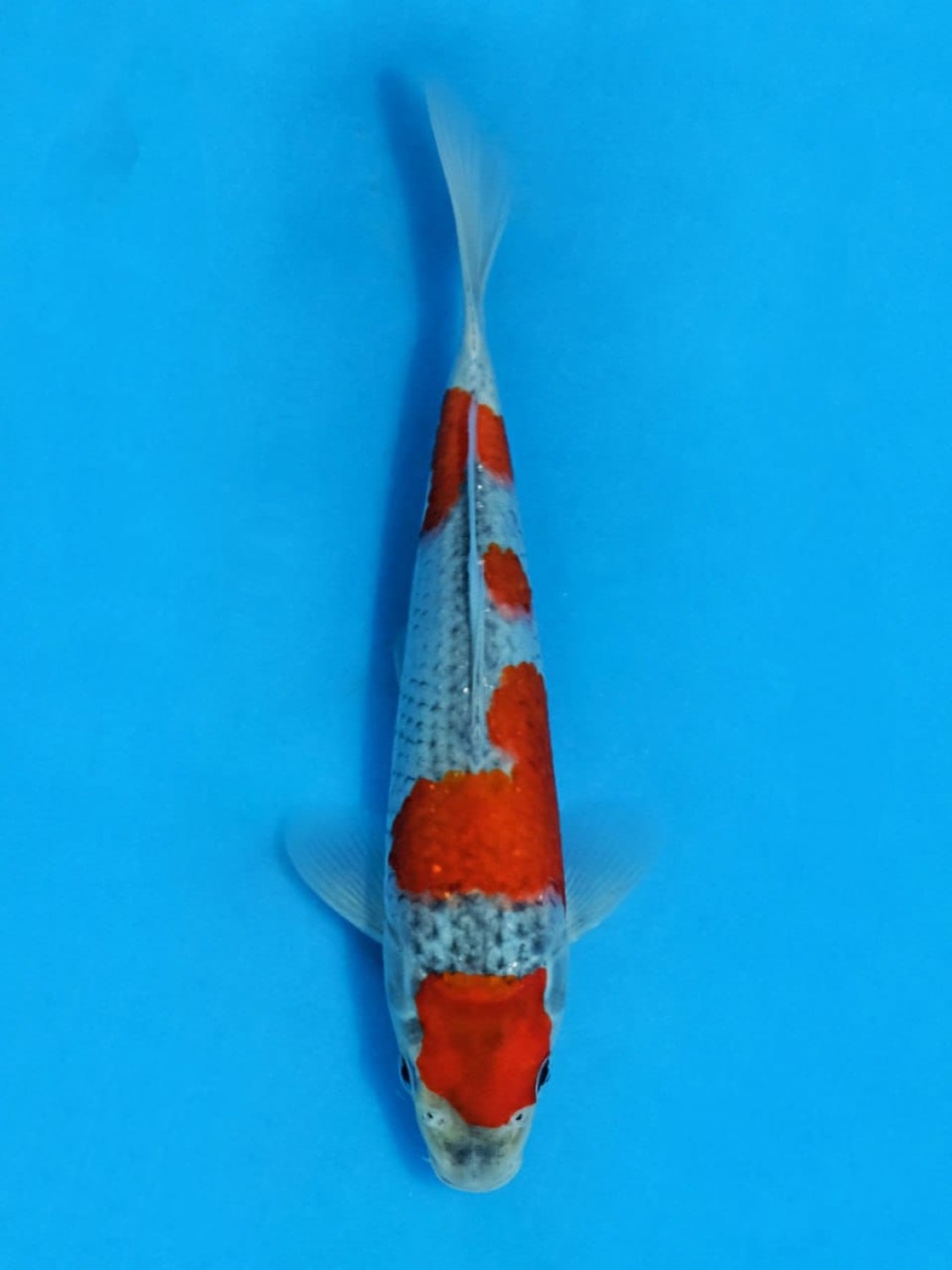 Juara 2