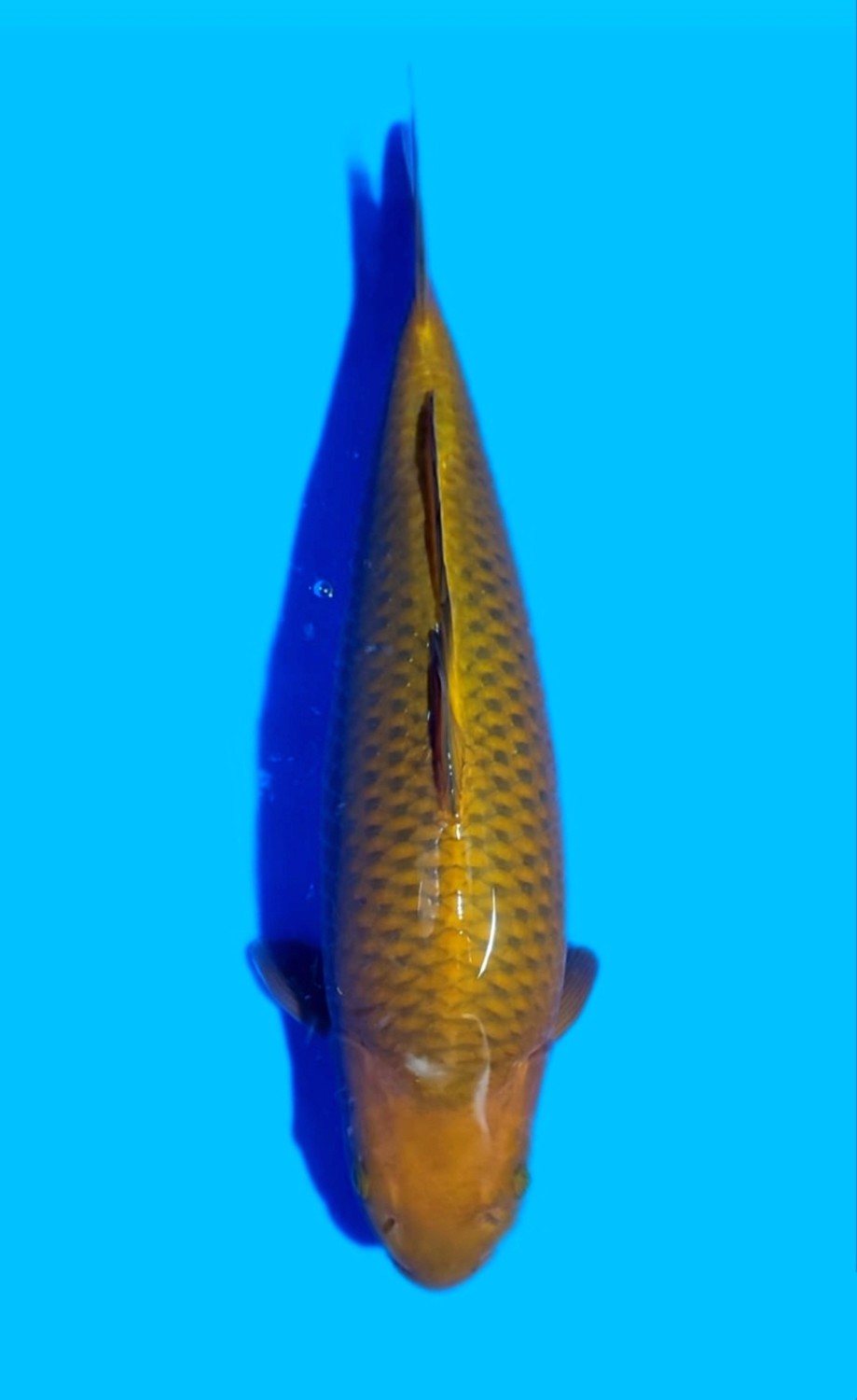 Best In Size E 46 - 50 cm