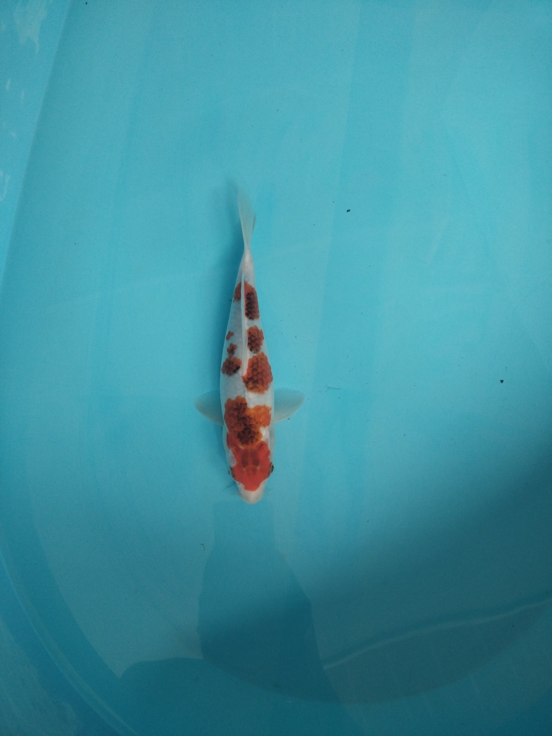 Ikan Koi Koromo