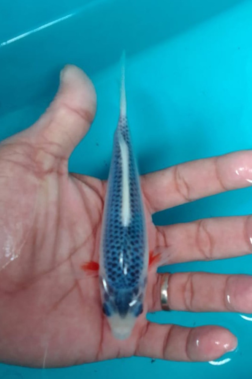 Juara 1