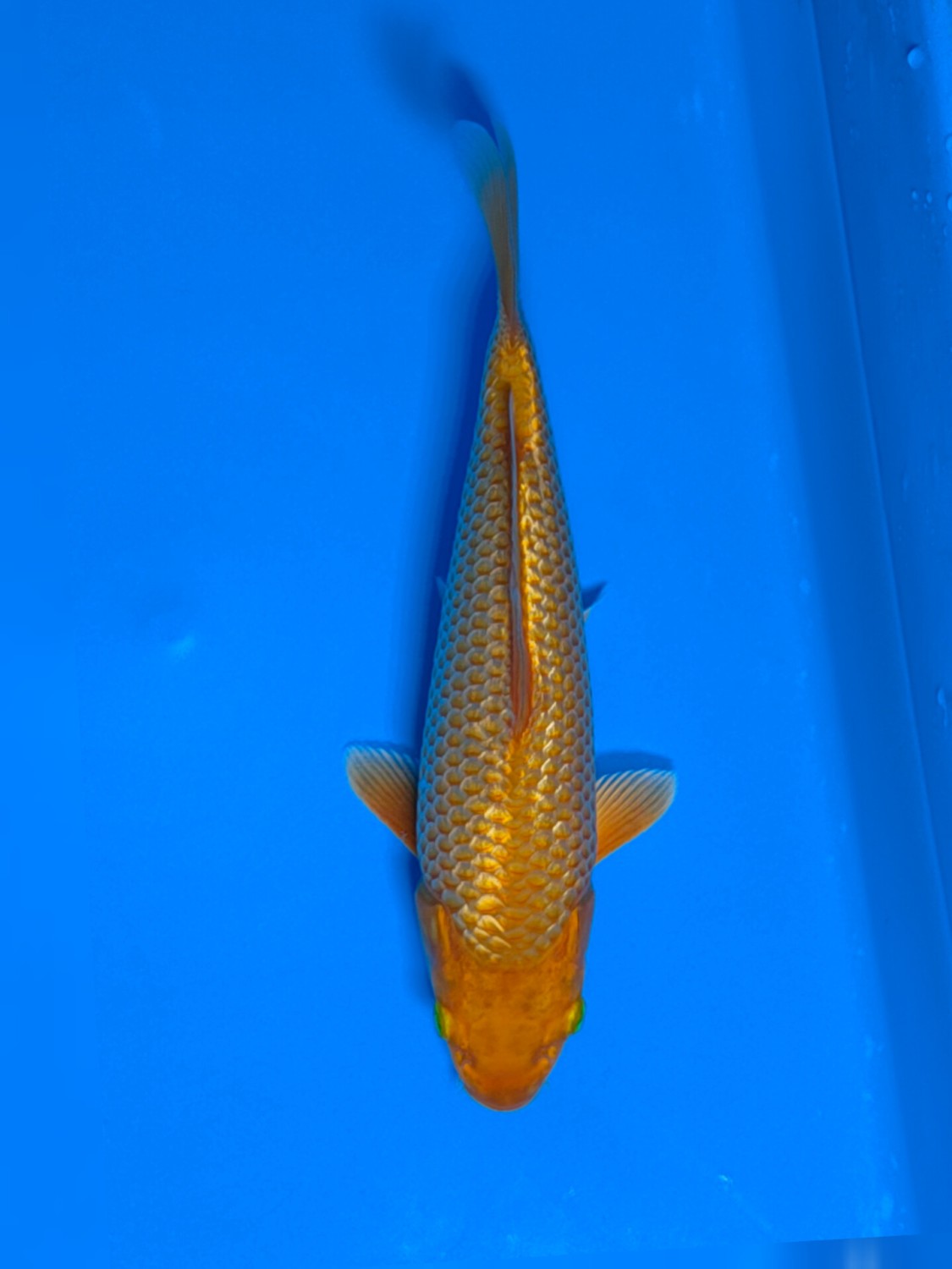 Juara 4