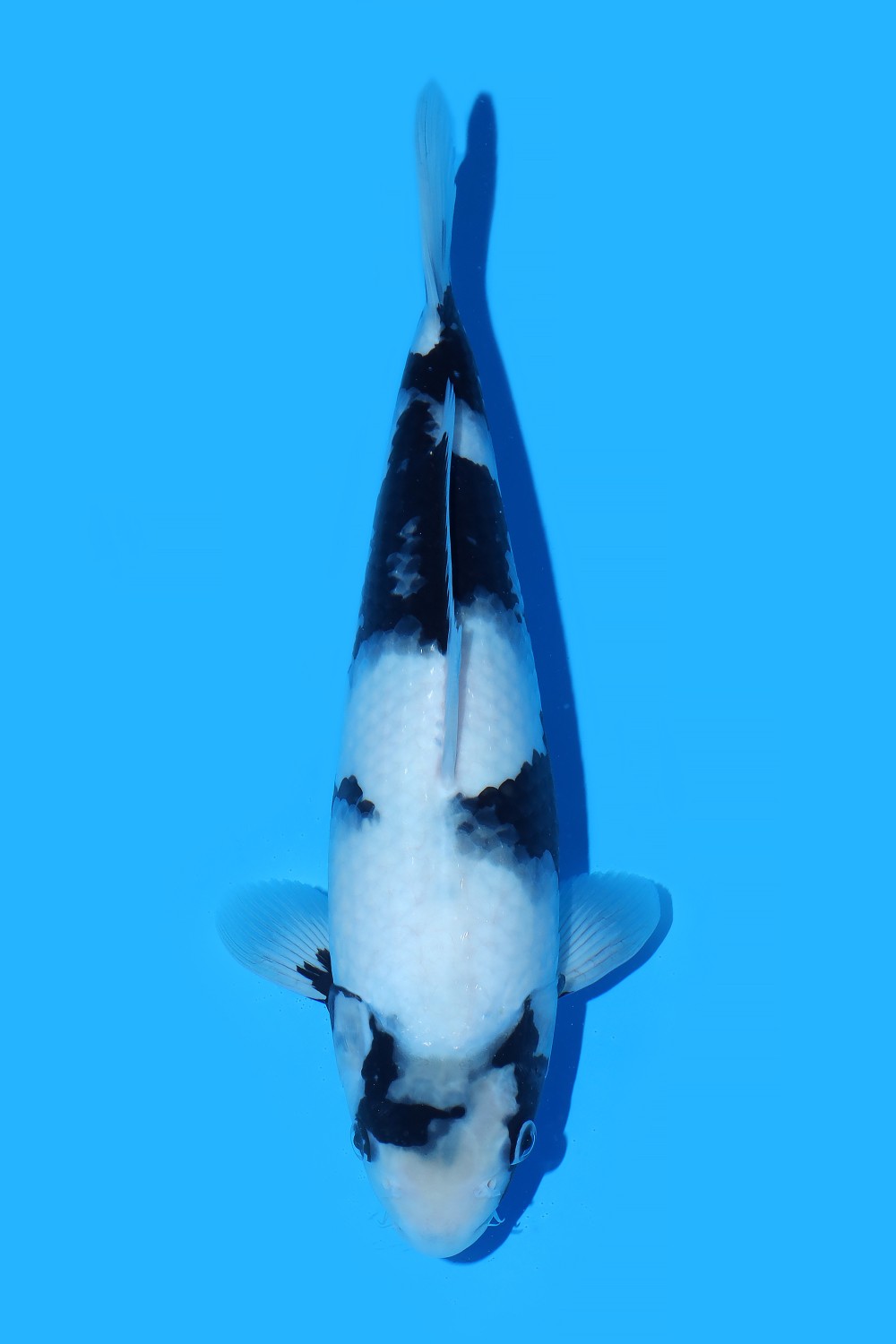 Juara 1