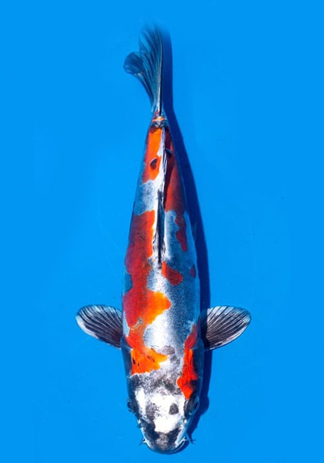 Juara 1