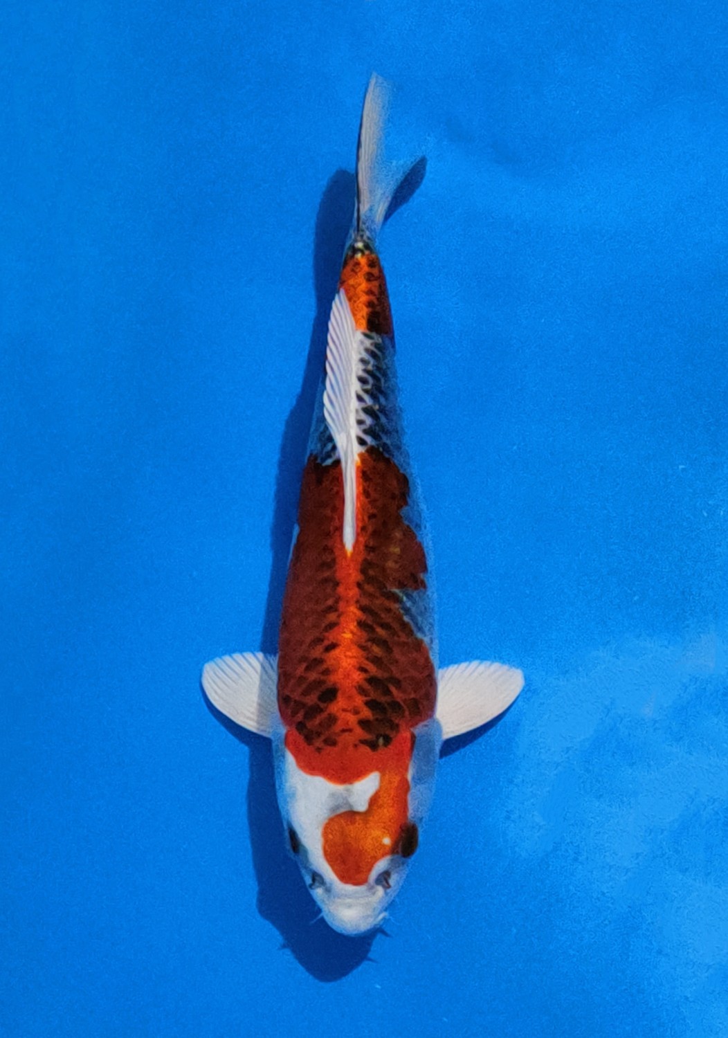 Juara 1