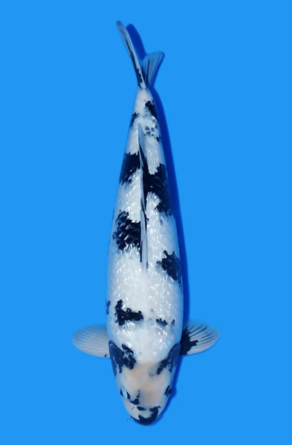 Juara 5