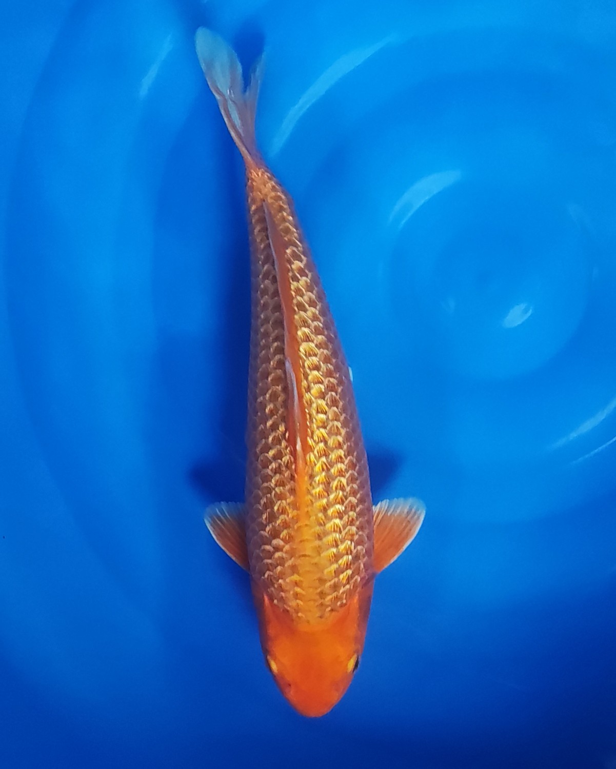 Juara 3