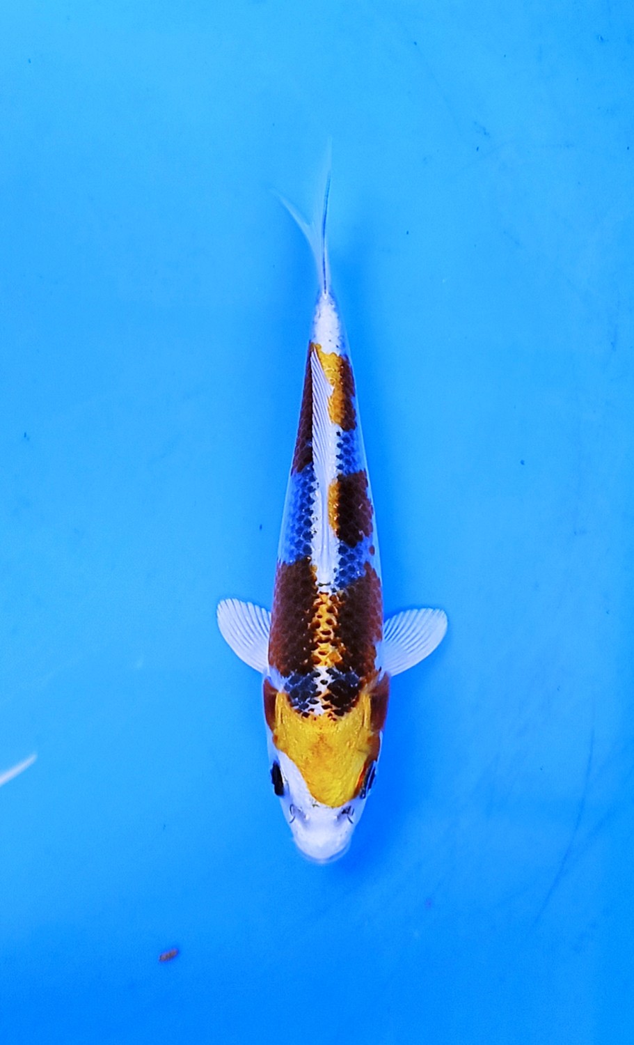 Juara 2