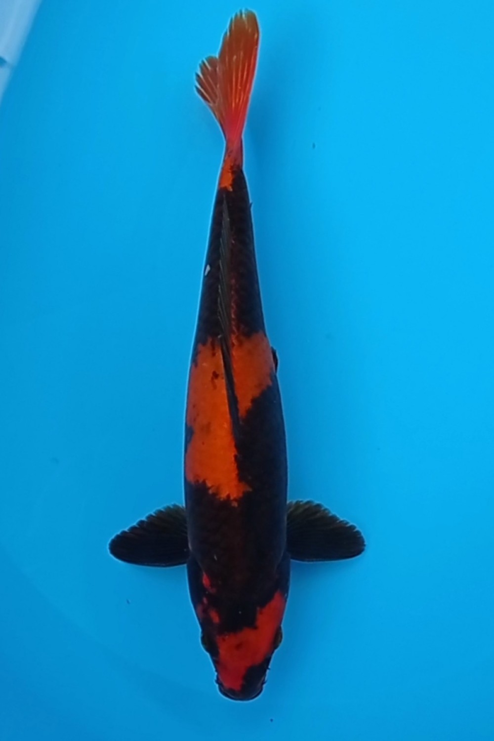 Juara 5
