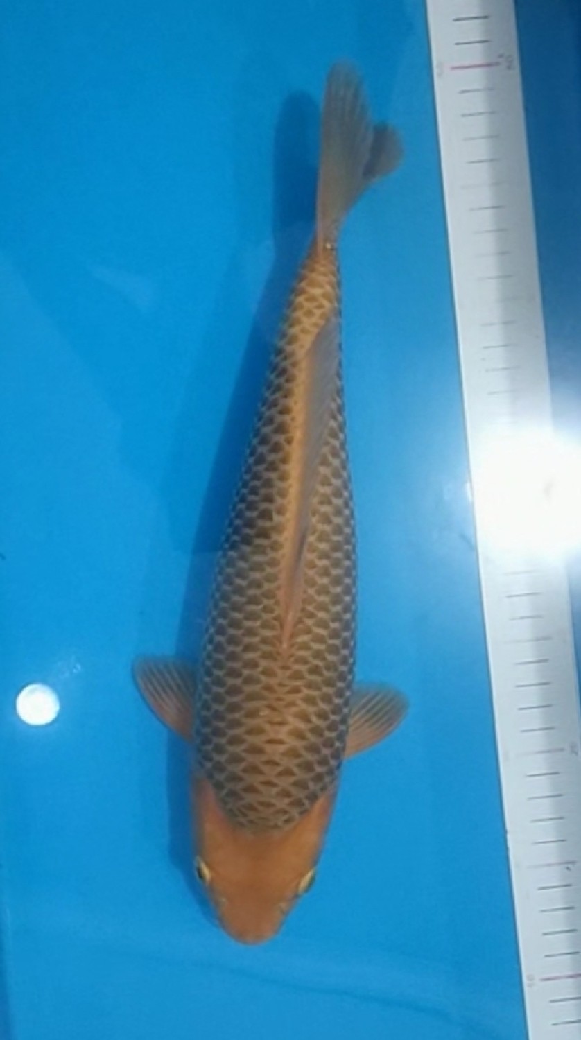 Juara 4