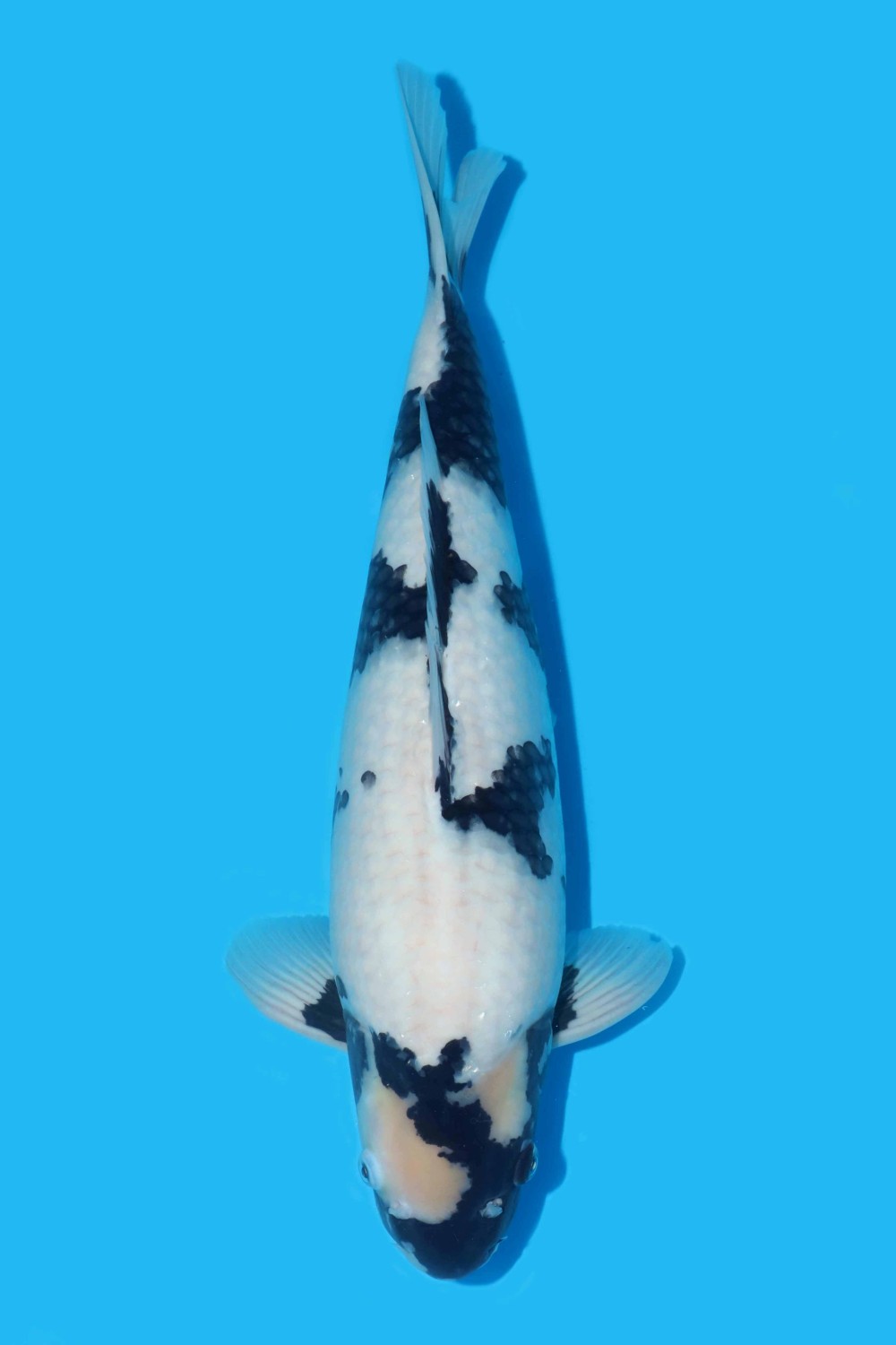Juara 5