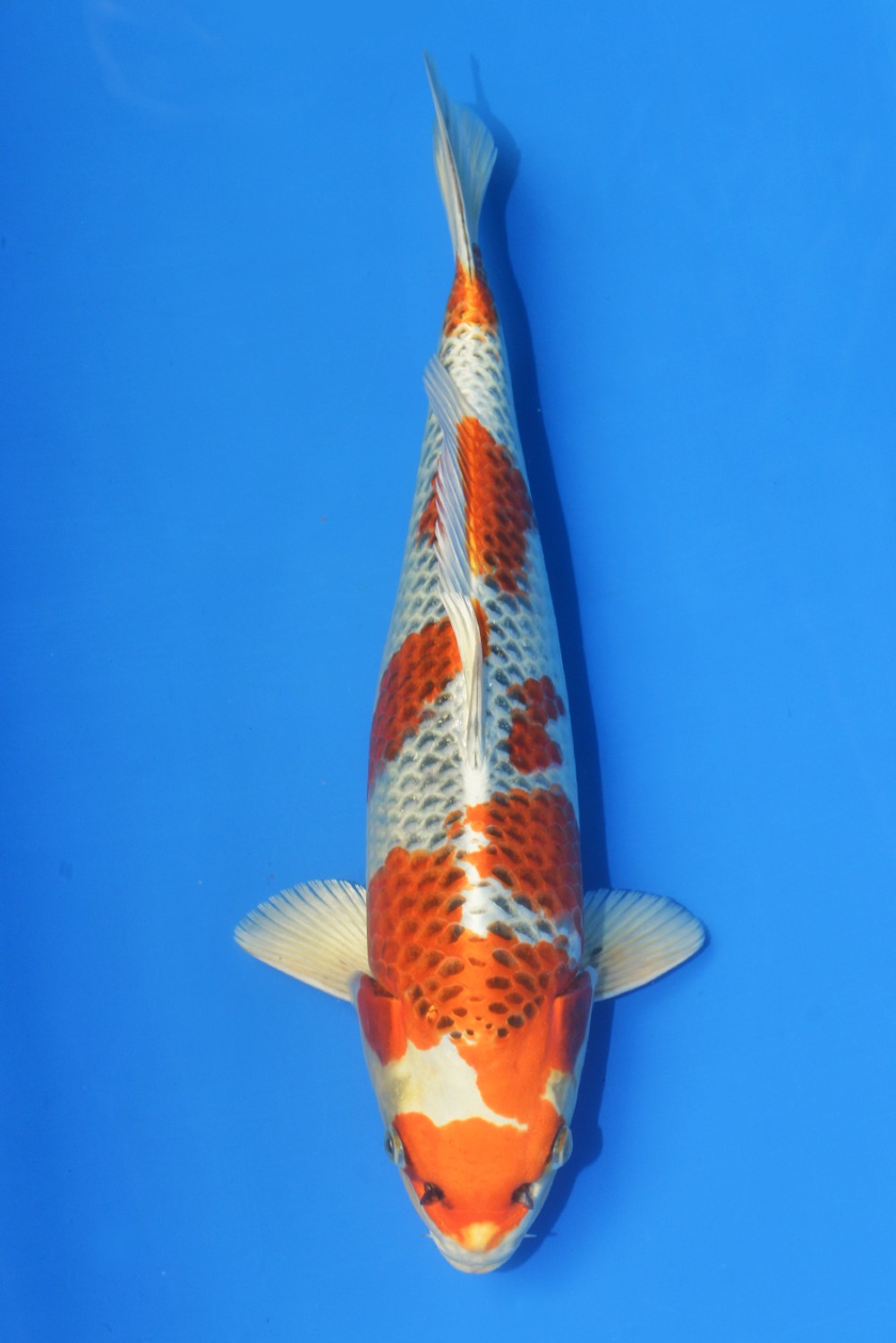 Juara 1
