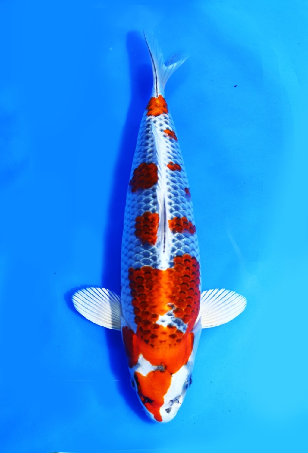 Juara 2