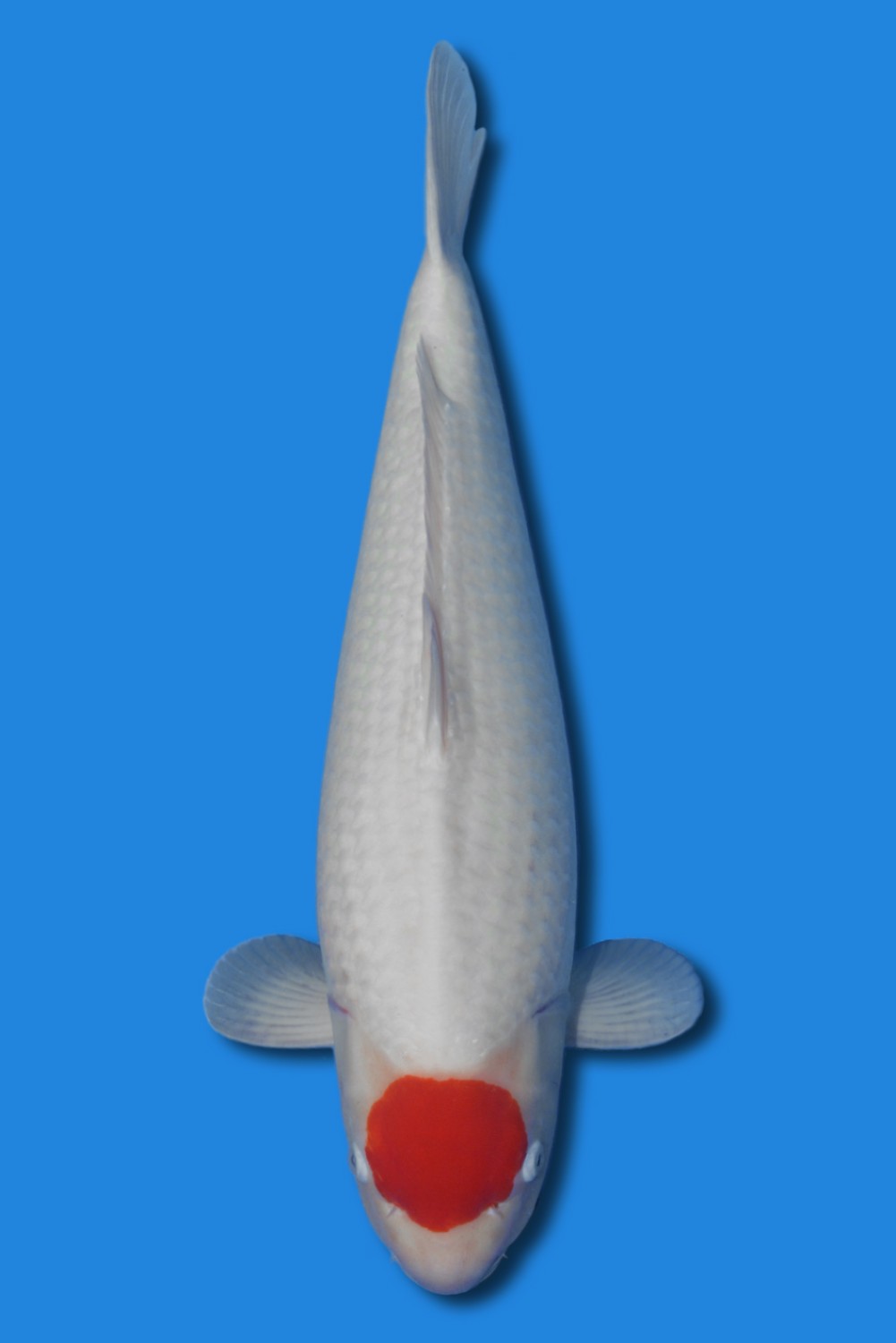 Juara 2