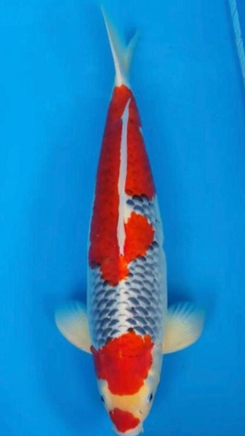 Juara 1