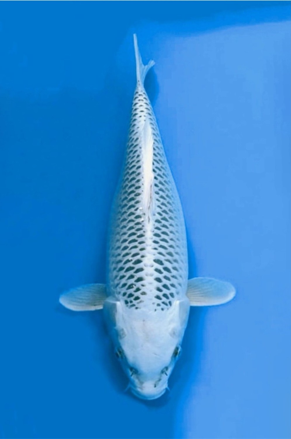 Juara 2