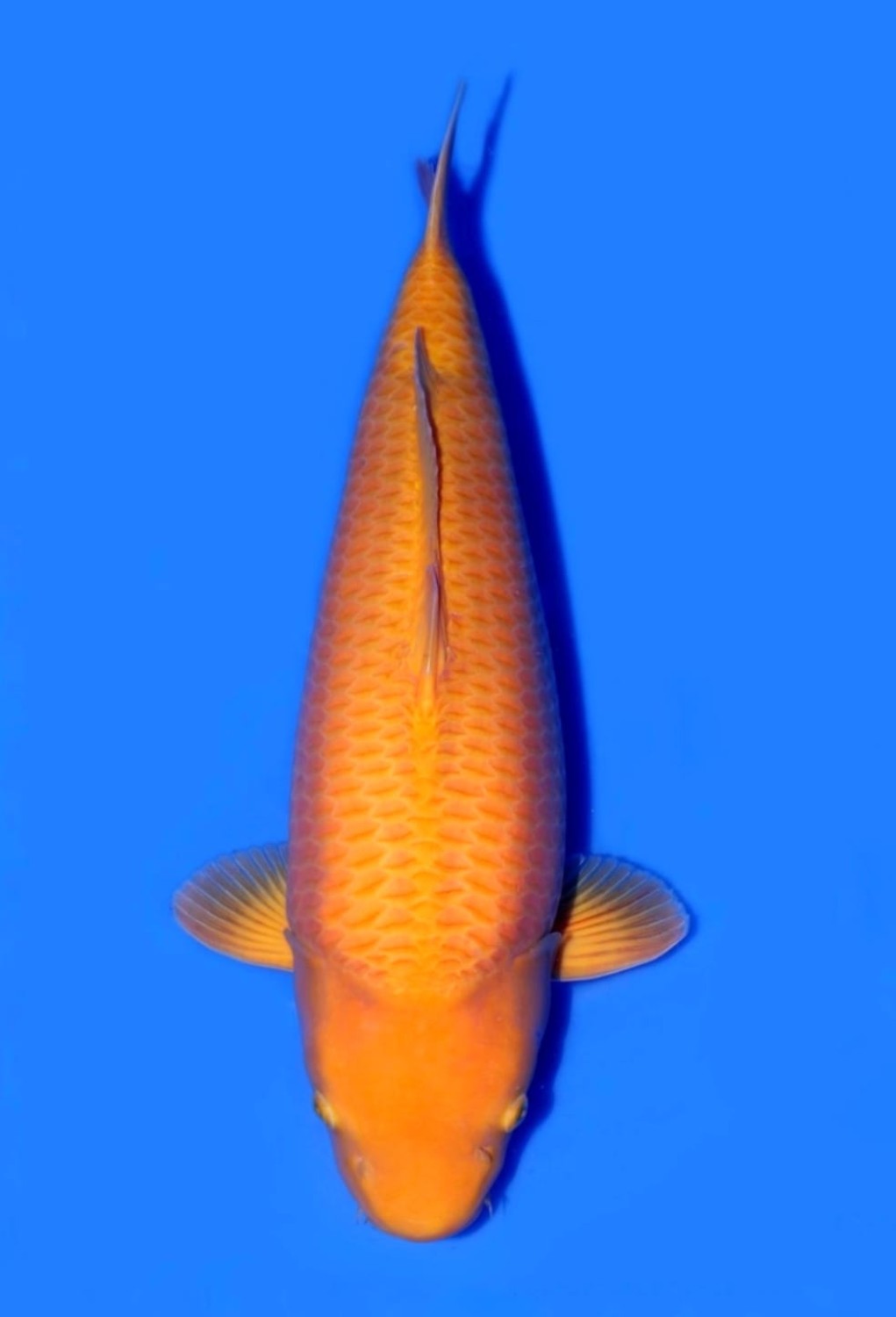 Juara 1