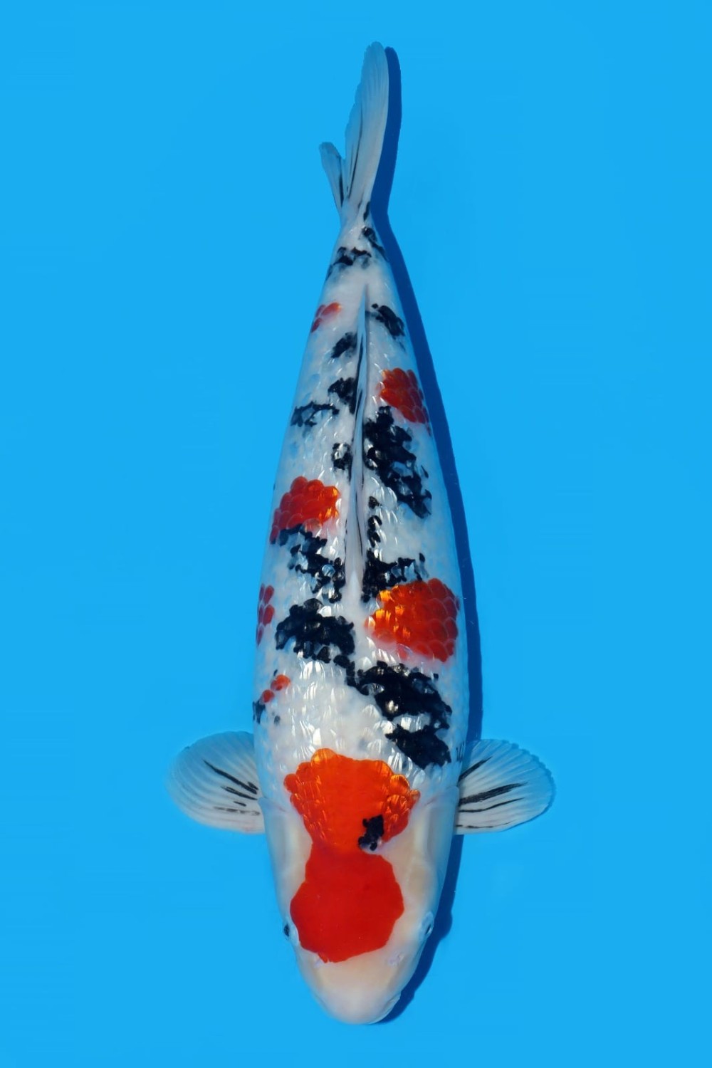 Juara 1